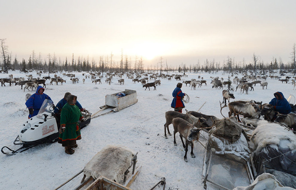 Reindeer breeding database to go online