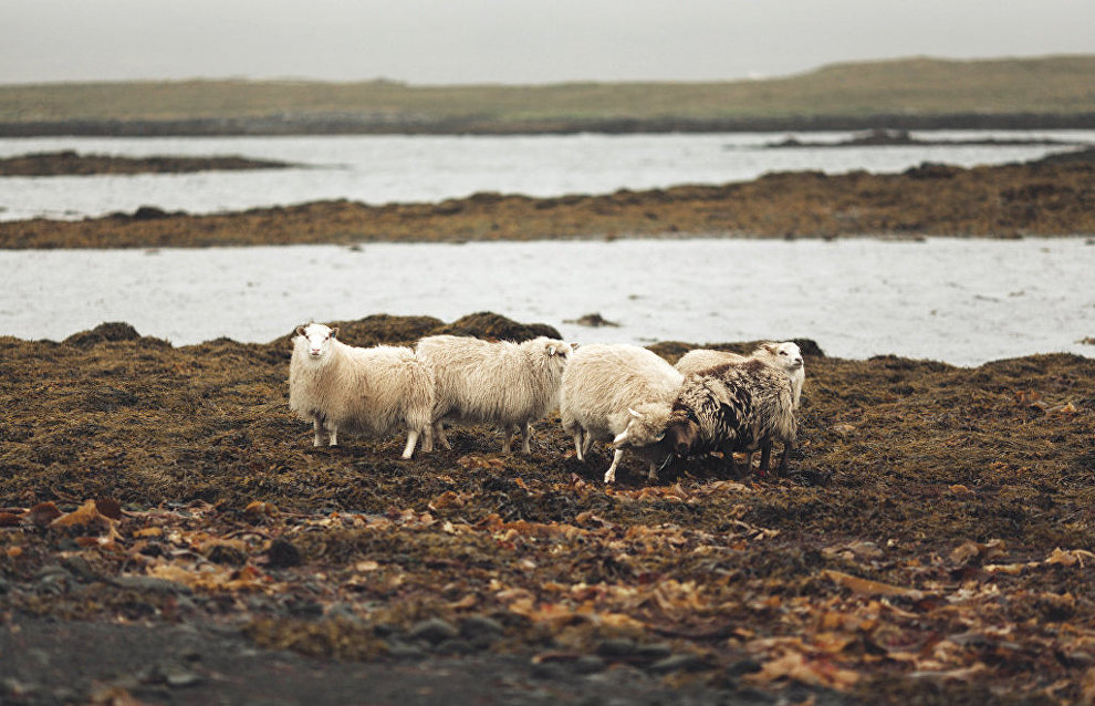 Iceland
