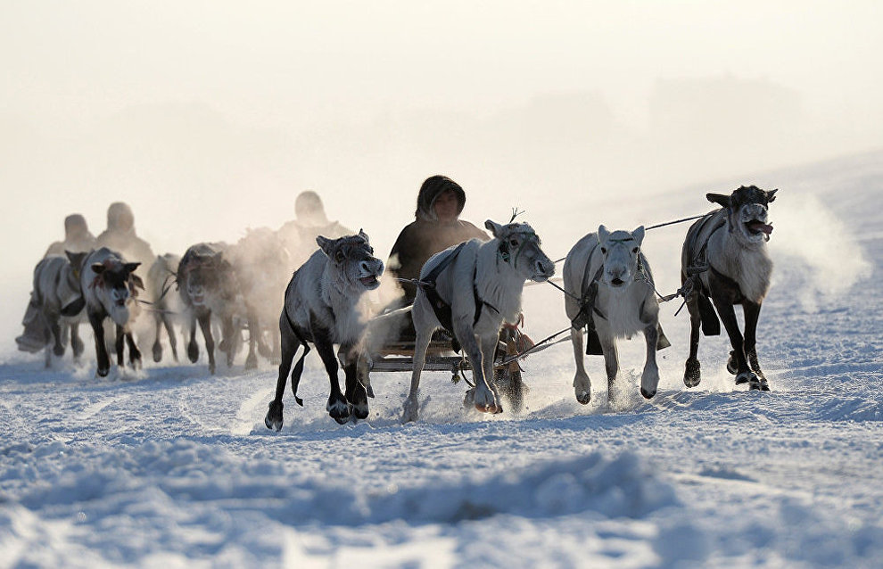 Reindeer-breeders and hunters to gather for 55th conference