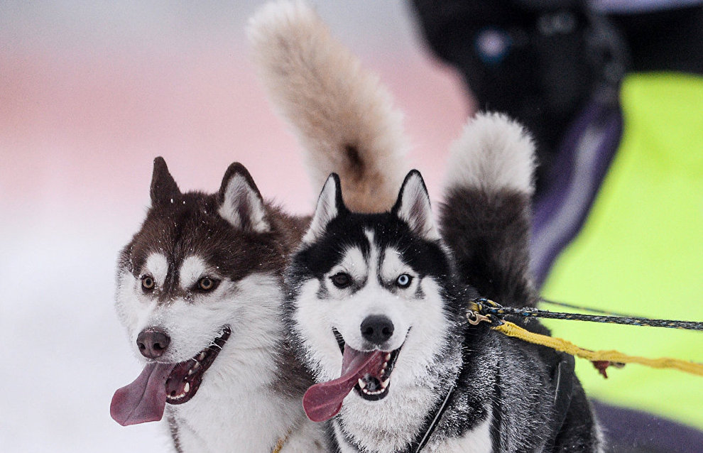 Beringia dog sled race to start on February 21 in Kamchatka