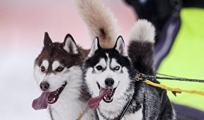Beringia dog sled race to start on February 21 in Kamchatka