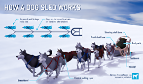 How a dog sled works
