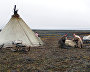 A camp of Nenets reindeer breeders on Yamal Peninsula