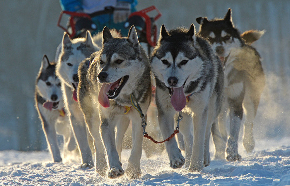 Northern Fleet service personnel learn to drive reindeer, dog sleds