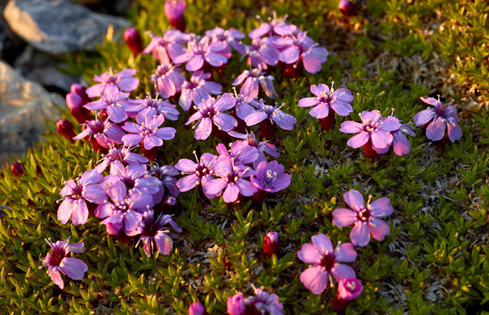Novaya Zemlya flora