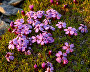 Novaya Zemlya flora