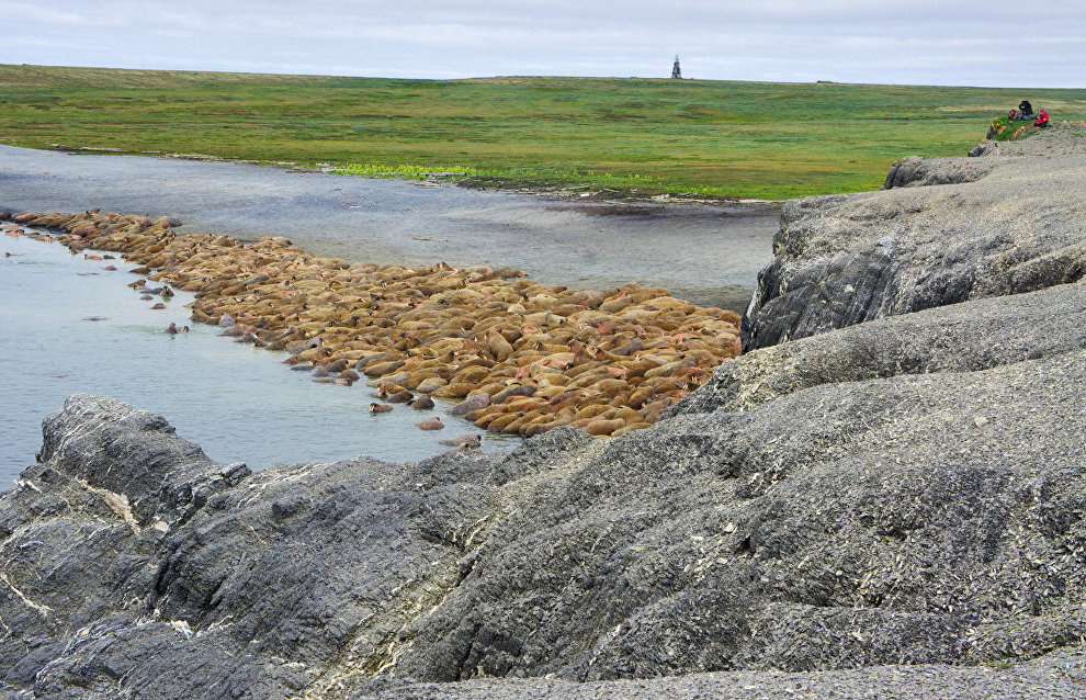 Walrus rookery on Vaigach Island. Cape Bolshoi Lyamchin Nos