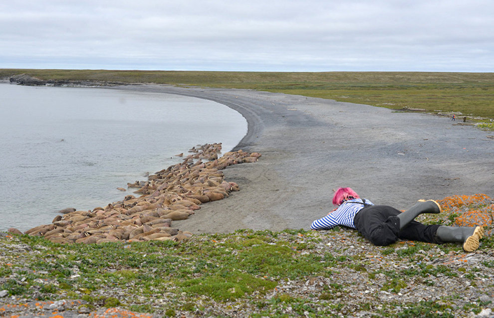 A Center for Marine Studies specialist observes walruses. Cape Bolshoi Lyamchin Nos, Vaigach Island