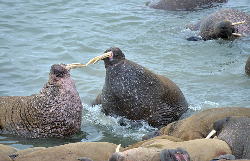 Walruses. Cape Bolshoi Lyamchin Nos, Vaigach Island