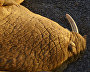 Walruses bask in the rare polar sunshine. Cape Bolshoi Lyamchin Nos, Vaigach Island