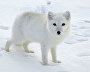 Arctic fox on Vaigach Island