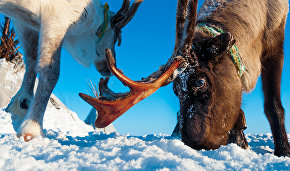 Reindeer is an important part of the Nenets life
