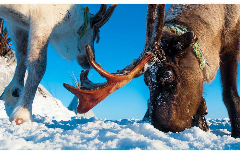 Reindeer is an important part of the Nenets life