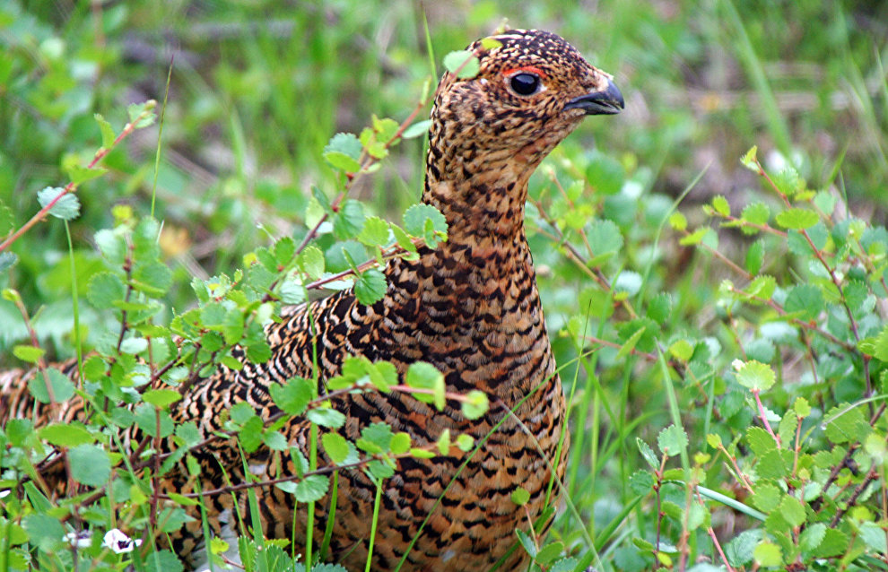 A willow grouse
