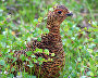 A willow grouse