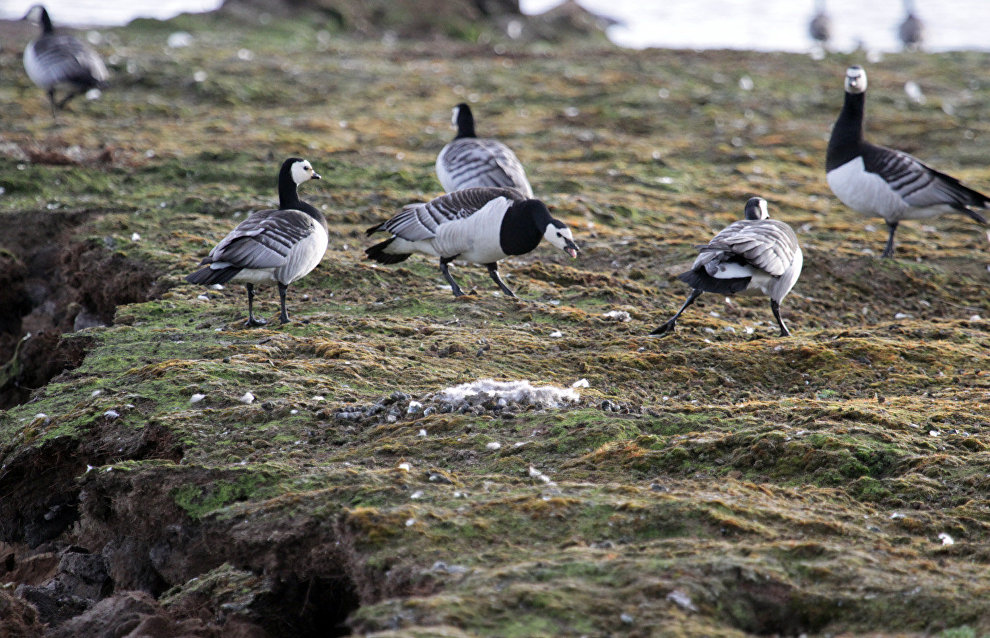Barnacle geese