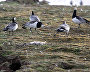 Barnacle geese