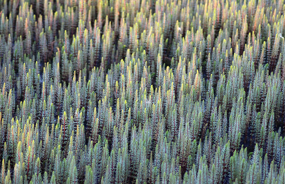 Mare’s tail