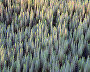 Mare’s tail