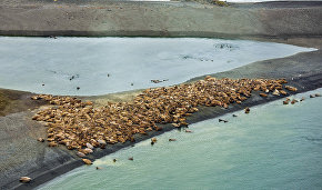 Atlantic walrus rookery