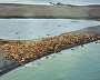 Atlantic walrus rookery