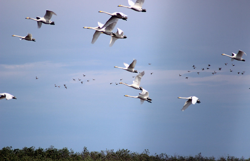 Bewick’s swans