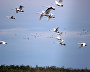 Bewick’s swans