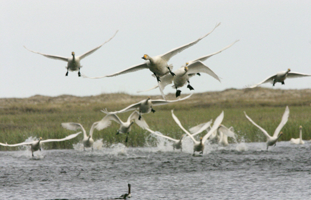 Bewick’s swans