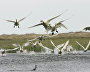 Bewick’s swans