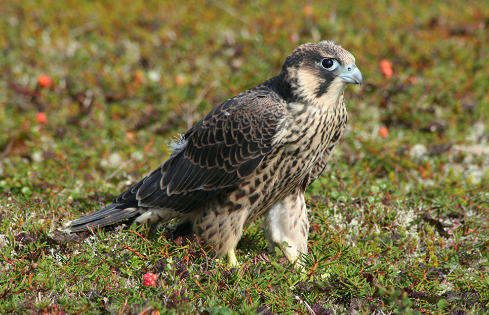 A young peregrine