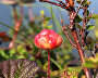 A cloudberry