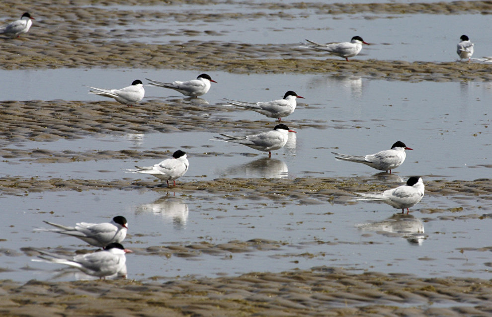 An Arctic tern