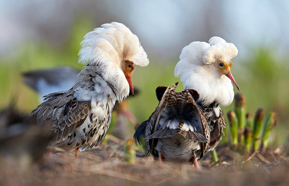 Ruffs