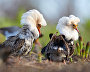 Ruffs