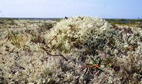 Lichen tundra