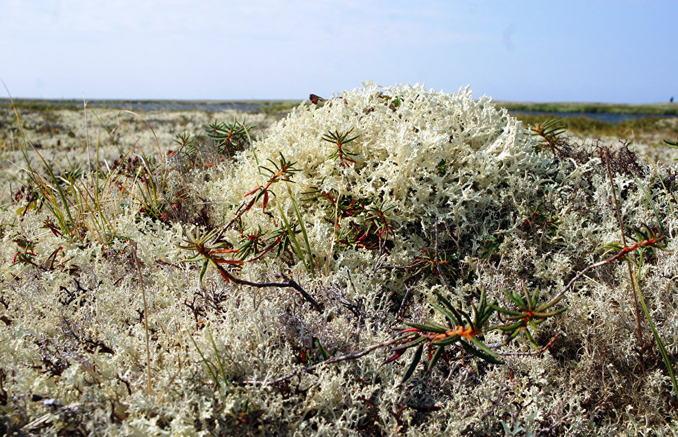 Lichen tundra
