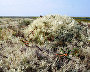 Lichen tundra