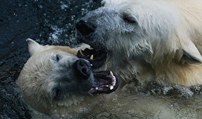 Facts about polar bears