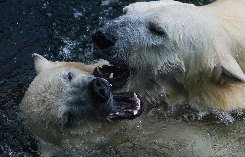Facts about polar bears