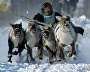 A reindeer team race
