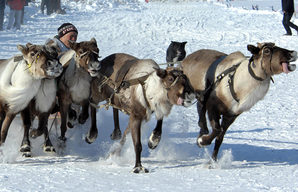 A reindeer team race