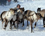 A reindeer team race