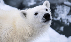 Medvezhyi Islands: A new Arctic nature reserve