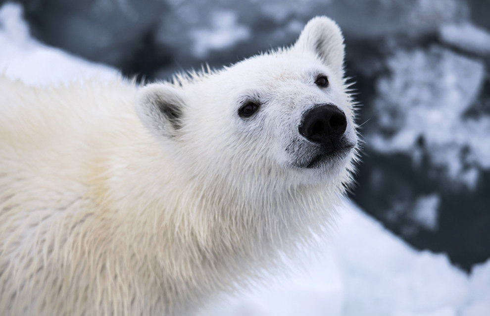 Medvezhyi Islands: A new Arctic nature reserve