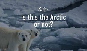 Is this the Arctic or not?