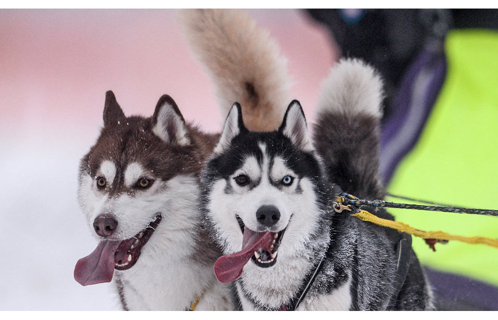 Airborne Force commandos learn to use dog sleds in Russian Arctic