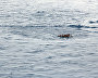 9th Skiing to the North Pole youth expedition