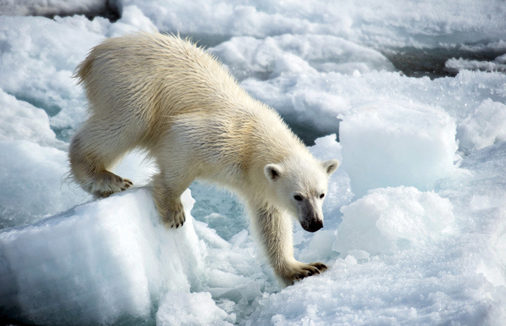 Russian and American scientists count Chukotka polar bears