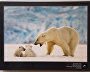The Arctic: Best Photos of the Year exhibition opens