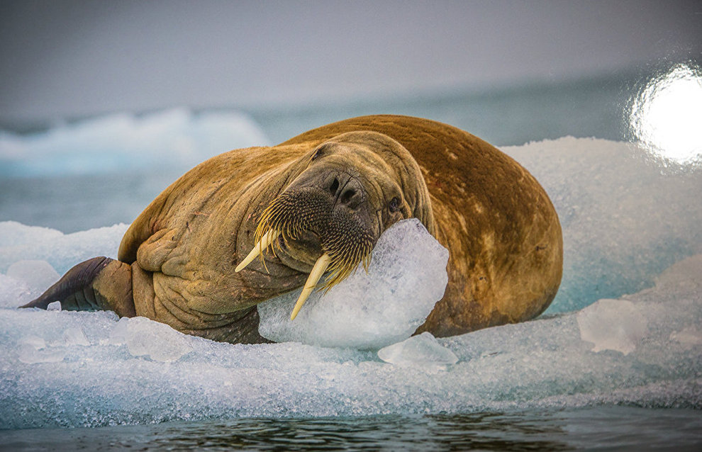 The Arctic: Best Photos of the Year exhibition opens